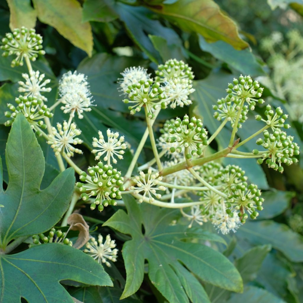Fatsia japonica em sementes