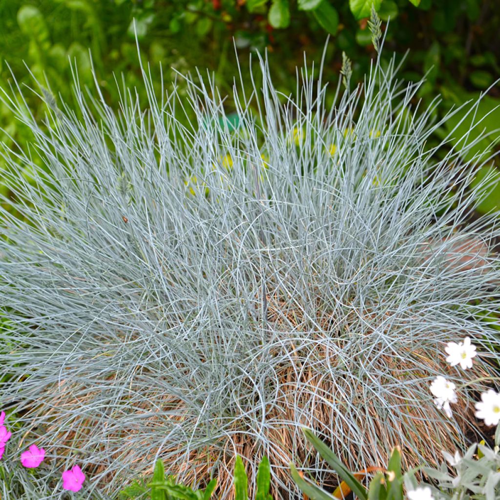 Festuca glauca em sementes