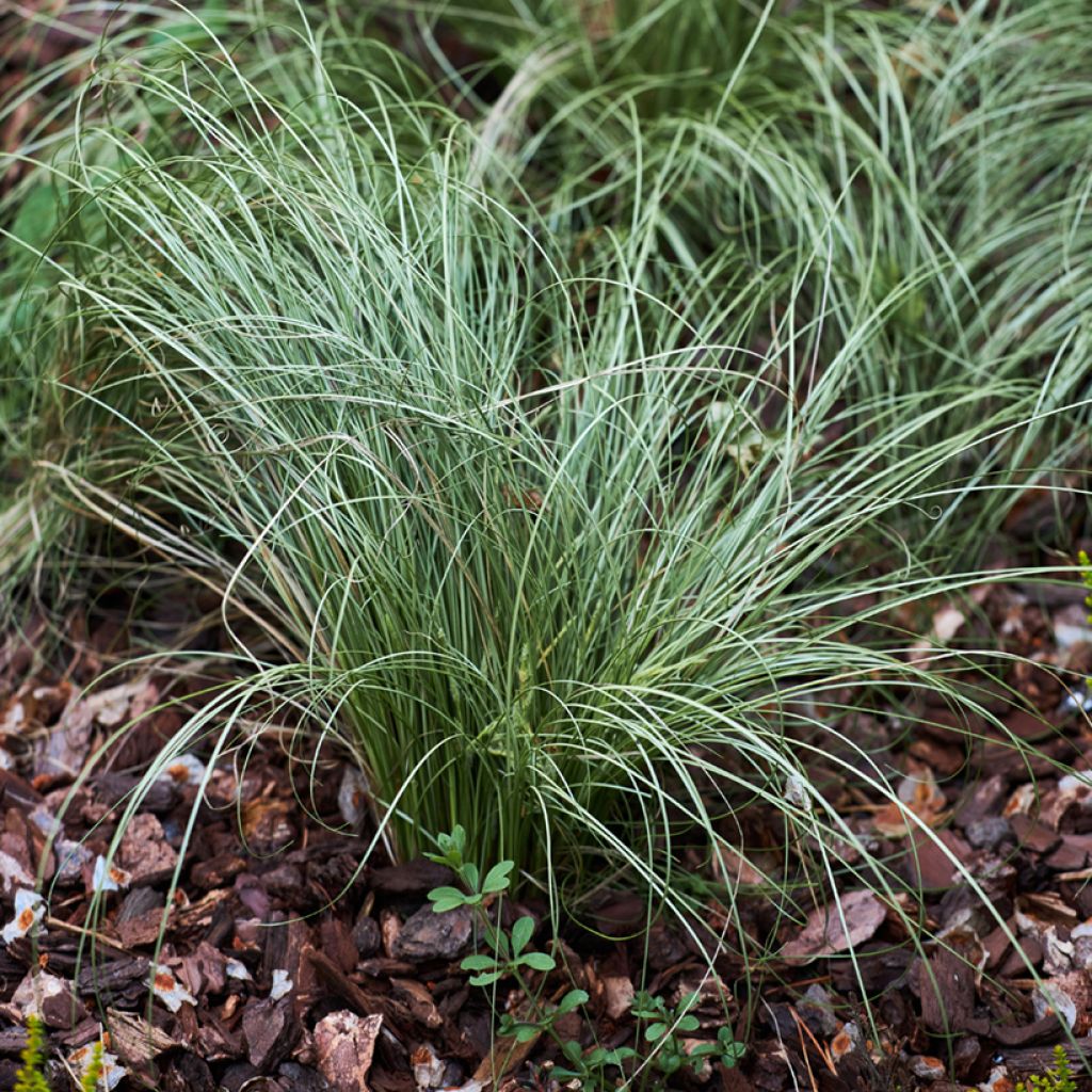 Festuca glauca em sementes