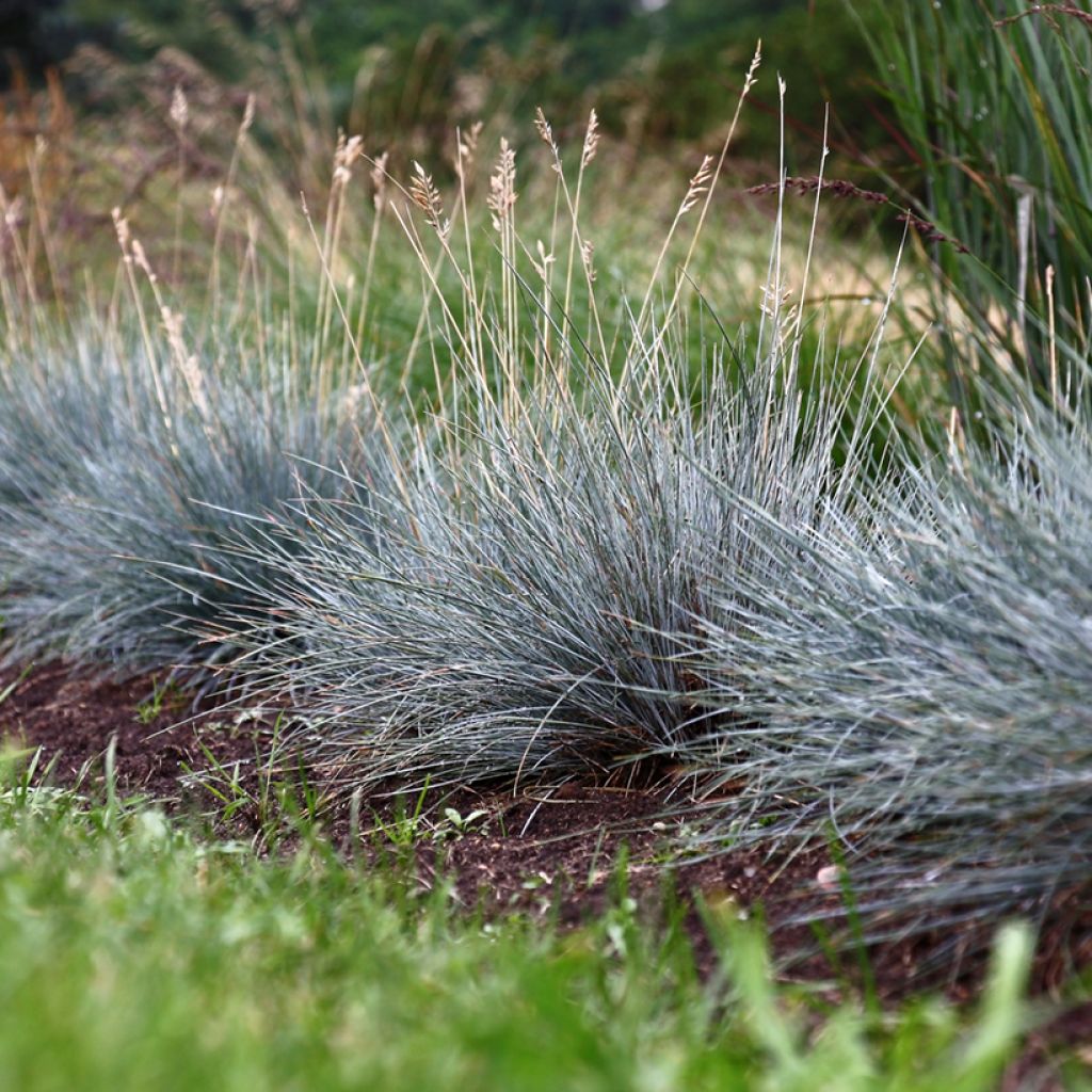 Festuca glauca em sementes