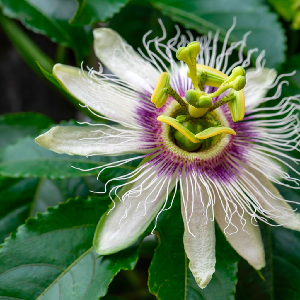 Passiflora edulis em sementes