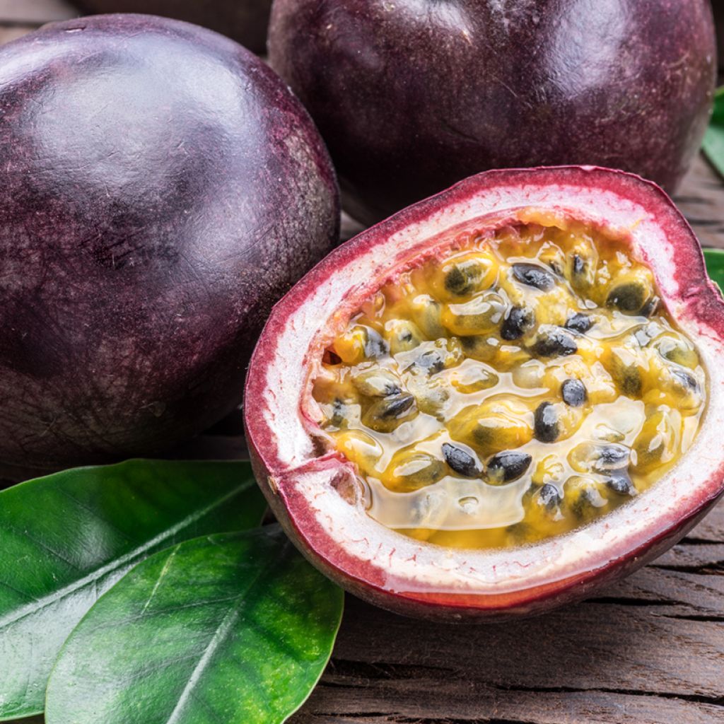 Passiflora edulis em sementes