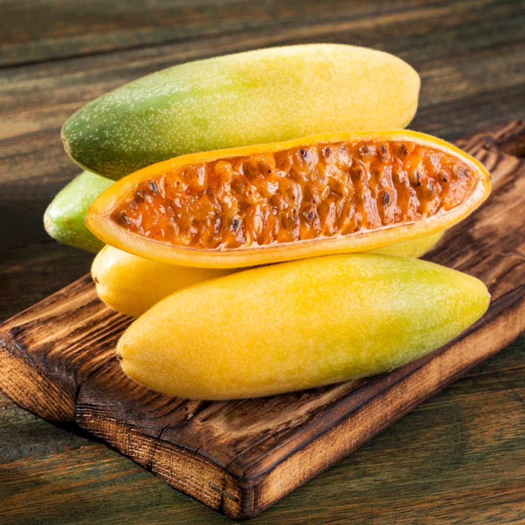 Passiflora tripartita var. mollissima em sementes