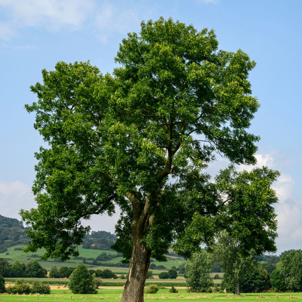 Fraxinus excelsior em sementes
