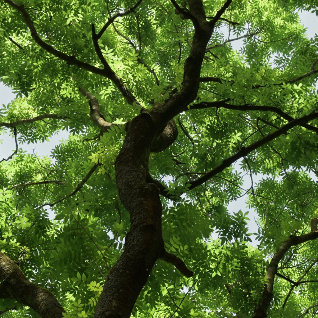 Fraxinus excelsior em sementes