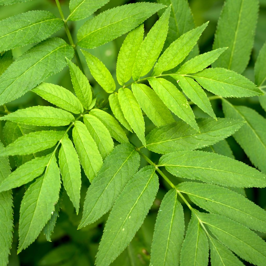 Fraxinus excelsior em sementes