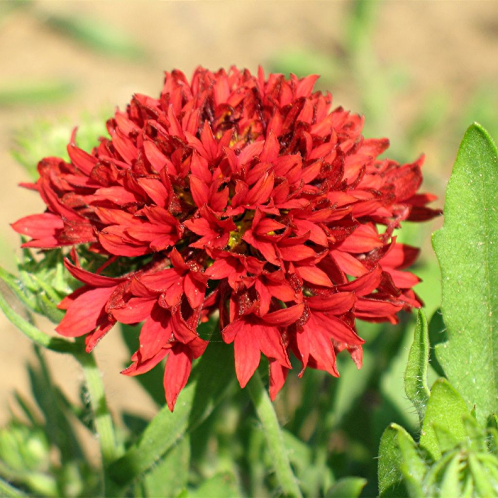 Gailárdia pulchella Red Plume em sementes