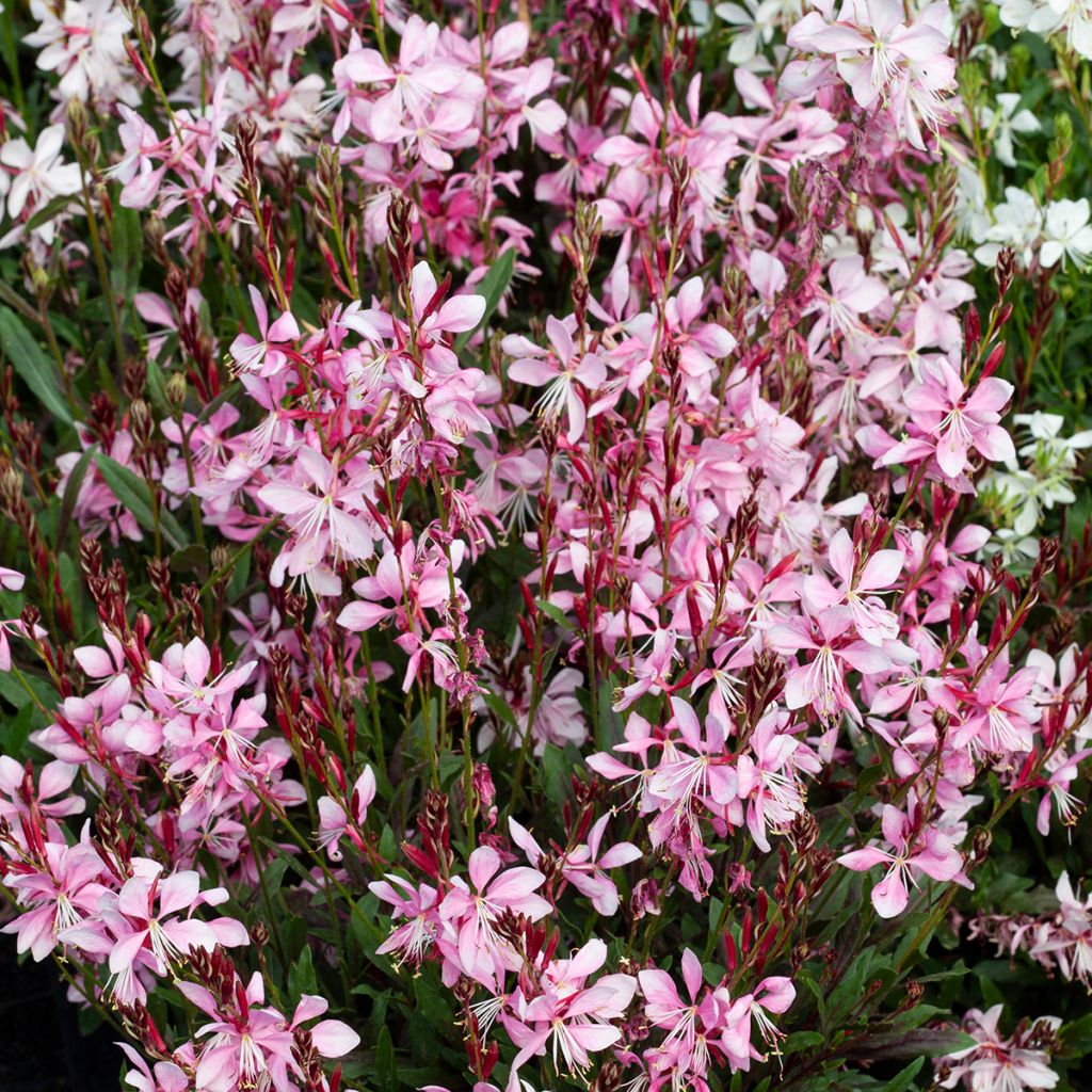 Gaura lindheimeri Emmeline Pink Bouquet em sementes