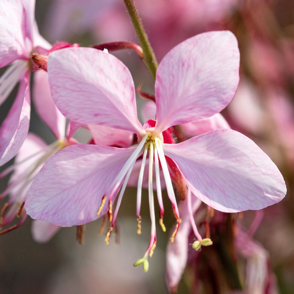 Gaura lindheimeri Emmeline Pink Bouquet em sementes