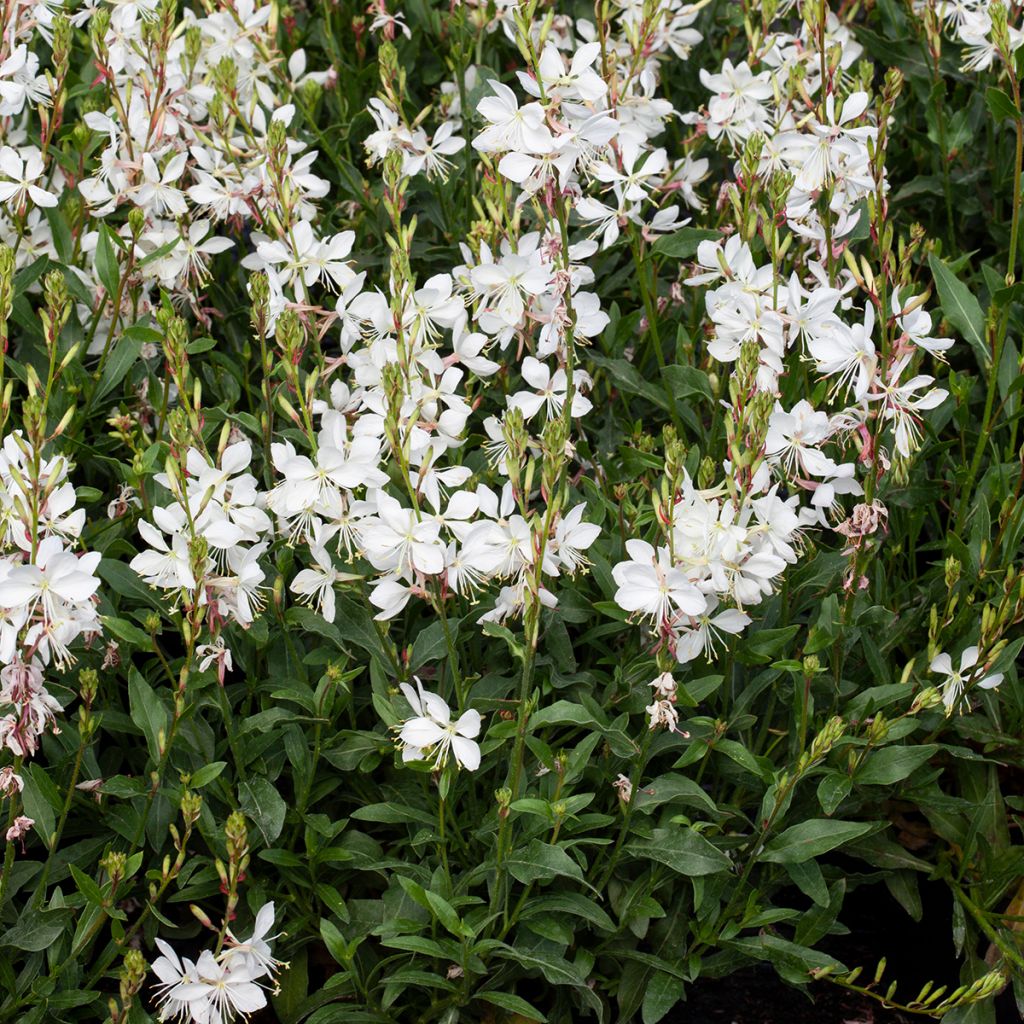 Gaura lindheimeri Emmeline White em sementes
