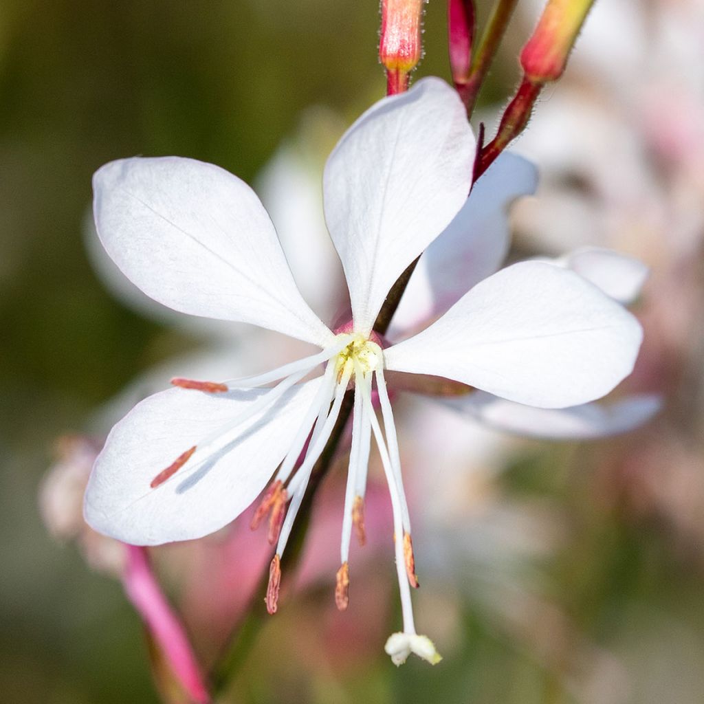 Gaura lindheimeri Emmeline White em sementes