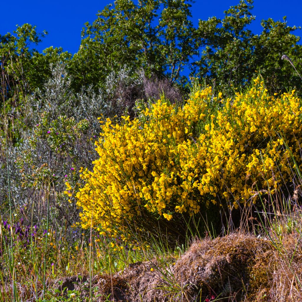 Sementes de Cytisus scoparius
