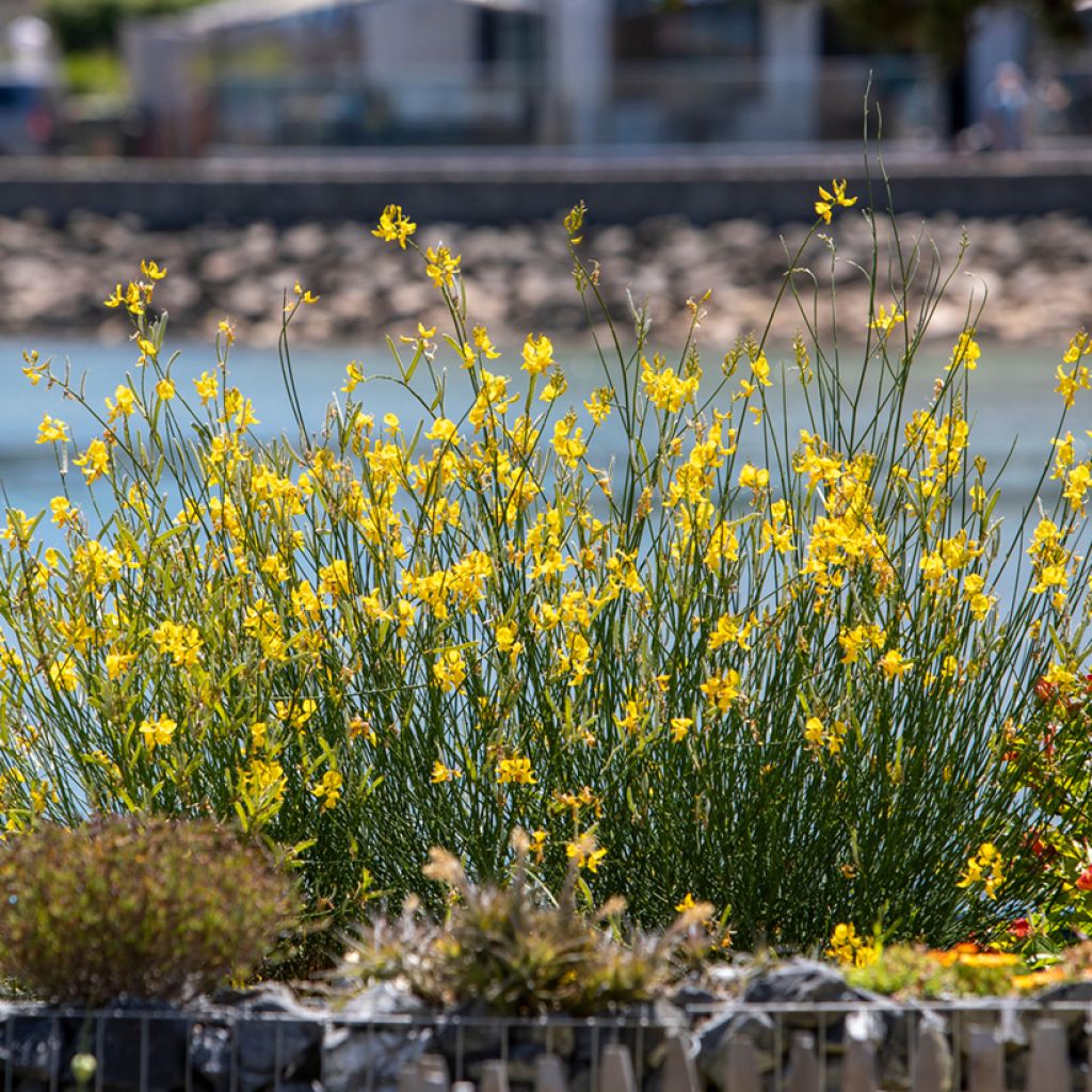 Sementes de Cytisus scoparius