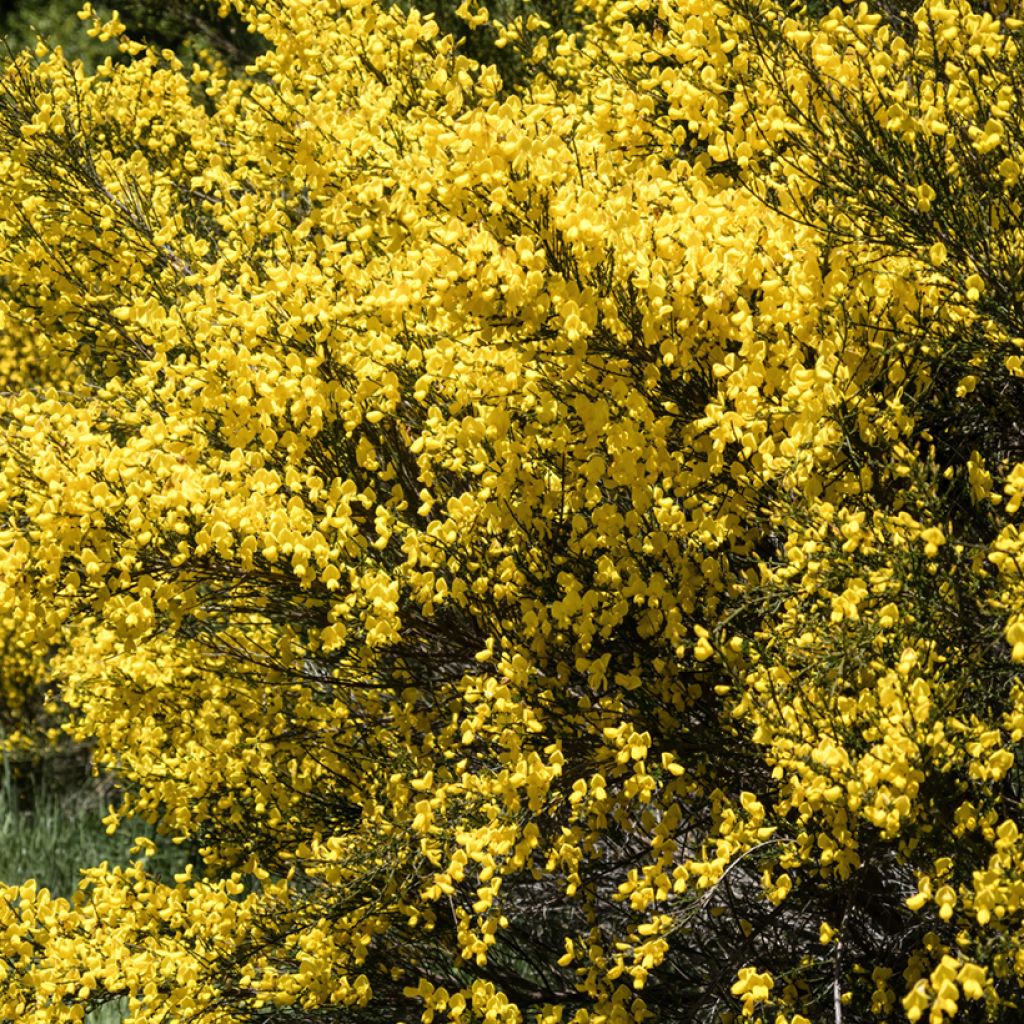 Sementes de Cytisus scoparius