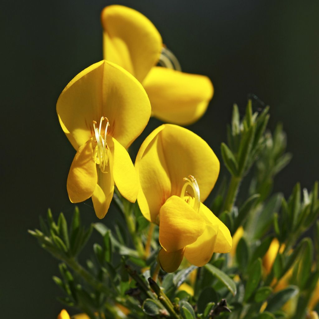 Sementes de Cytisus scoparius
