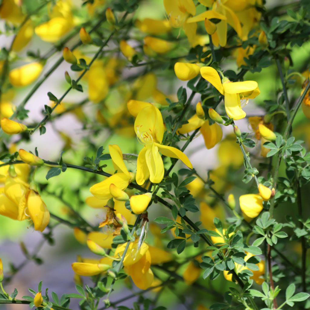 Sementes de Cytisus scoparius