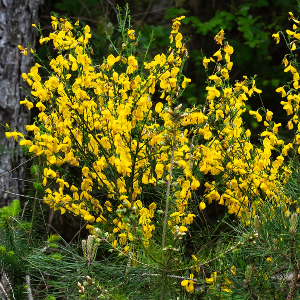 Sementes de Cytisus scoparius