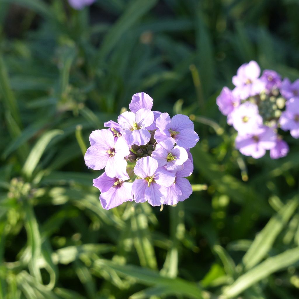 Erysimum linifolium Little Kiss Lilac em sementes