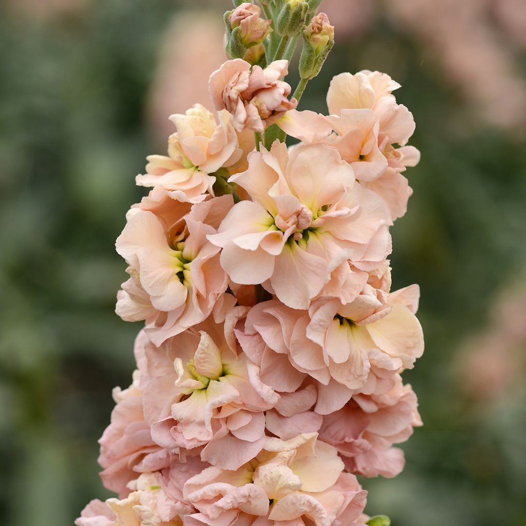 Matthiola incana Classic Apricot em sementes