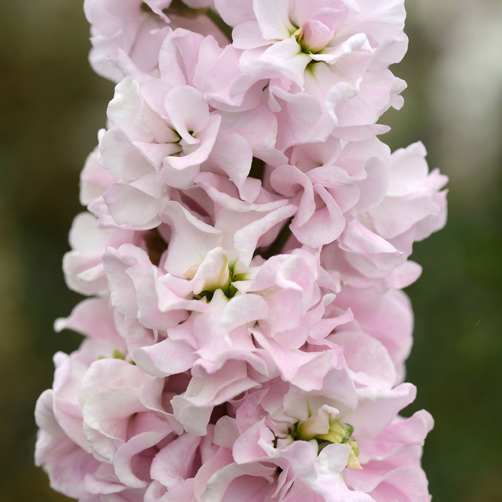 Matthiola incana Classic Malmaison Pink em sementes
