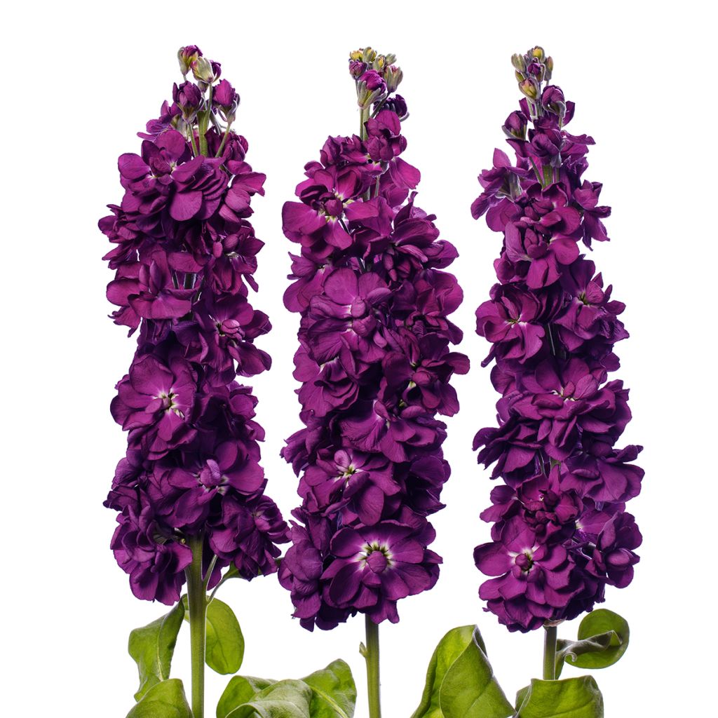 Matthiola incana Milla Aubergine em sementes