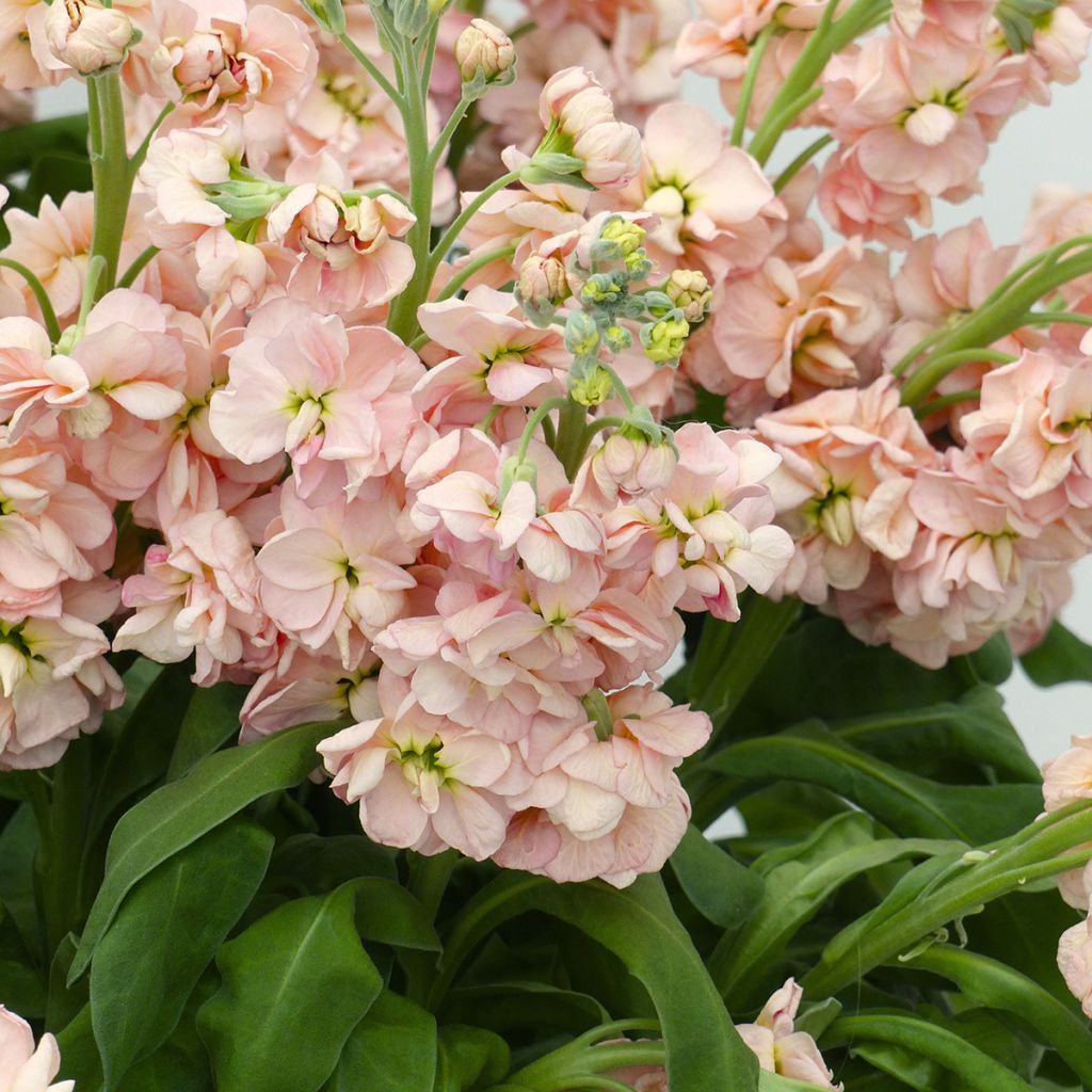 Matthiola incana Milla Salmon em sementes