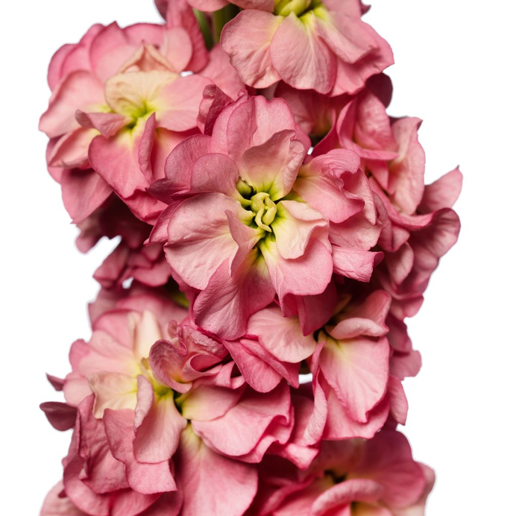 Matthiola incana Stox Antique Rose em sementes