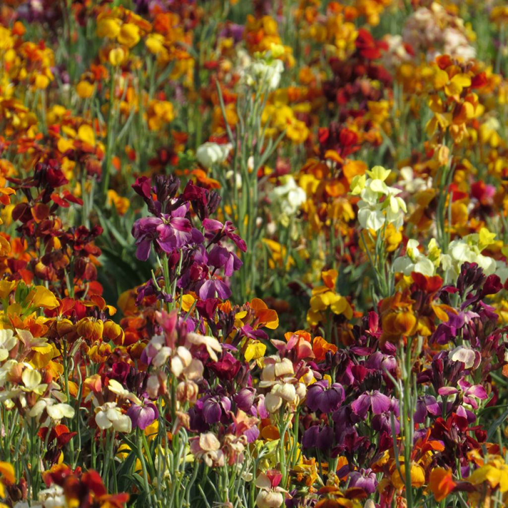 Erysimum cheiri Fair Lady Mix em sementes