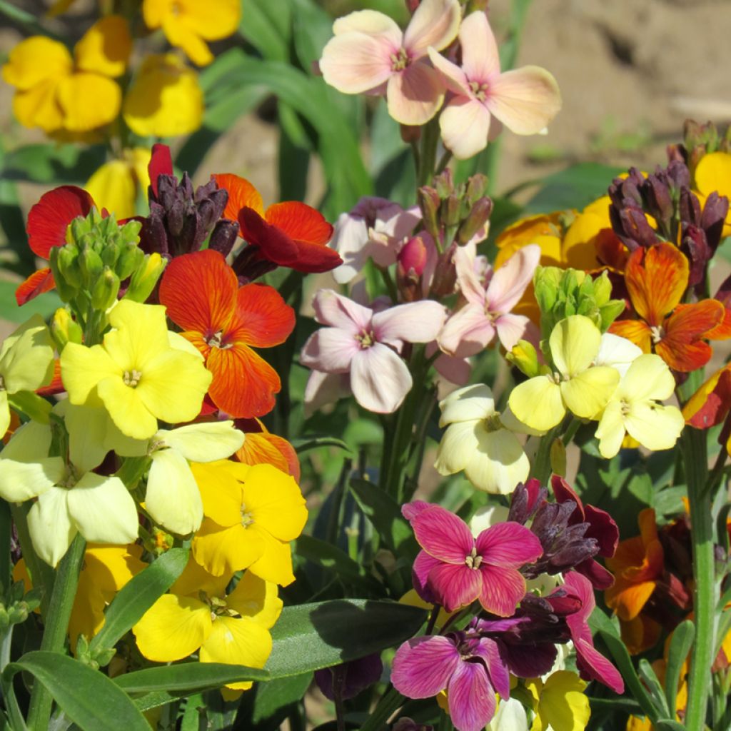 Erysimum Sugar Rush F1 em sementes