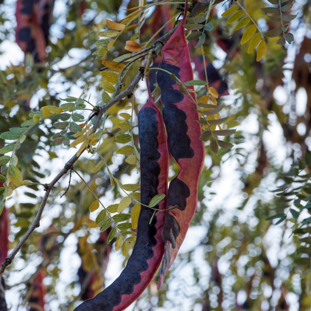 Gleditsia triacanthos f. inermis em sementes