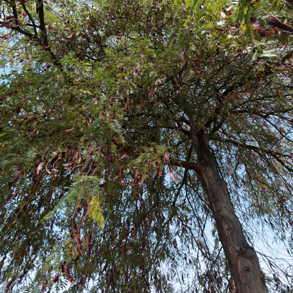 Gleditsia triacanthos f. inermis em sementes