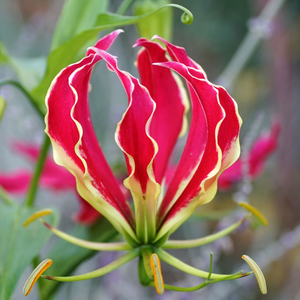 Gloriosa superba Rothschildiana em sementes