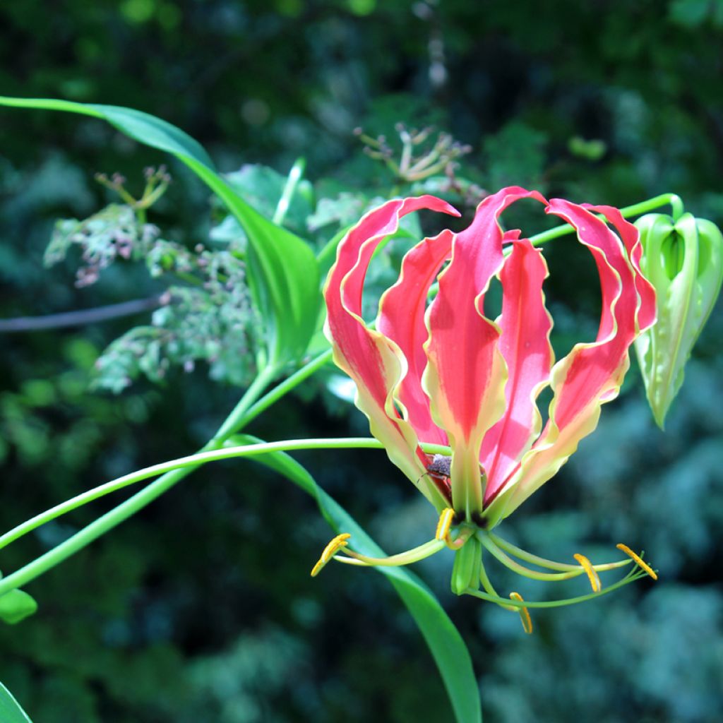 Gloriosa superba Rothschildiana em sementes