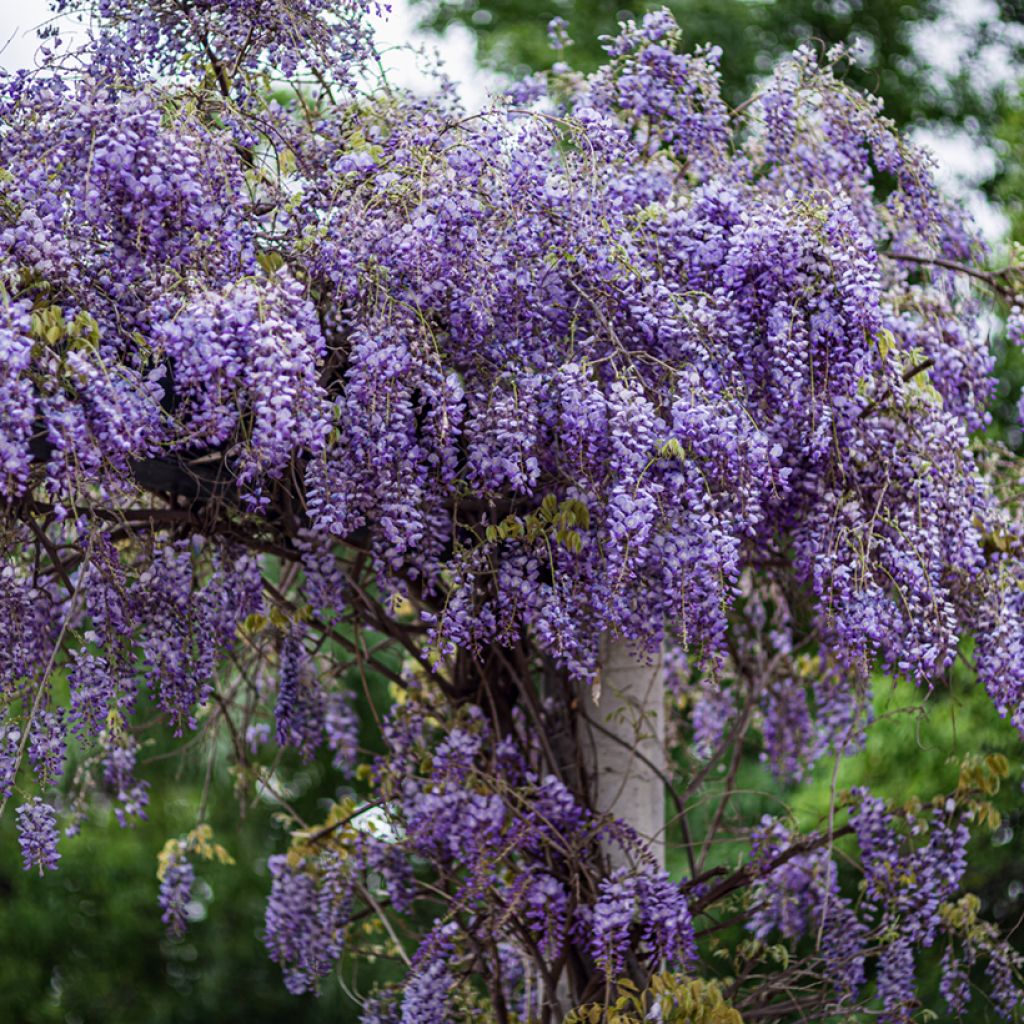 Wisteria sinensis em sementes - Glicínia