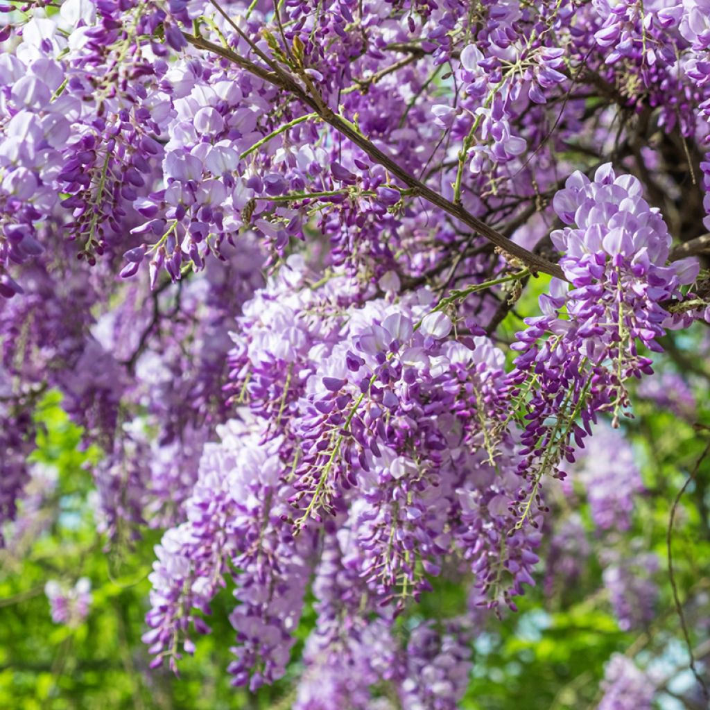 Wisteria sinensis em sementes - Glicínia