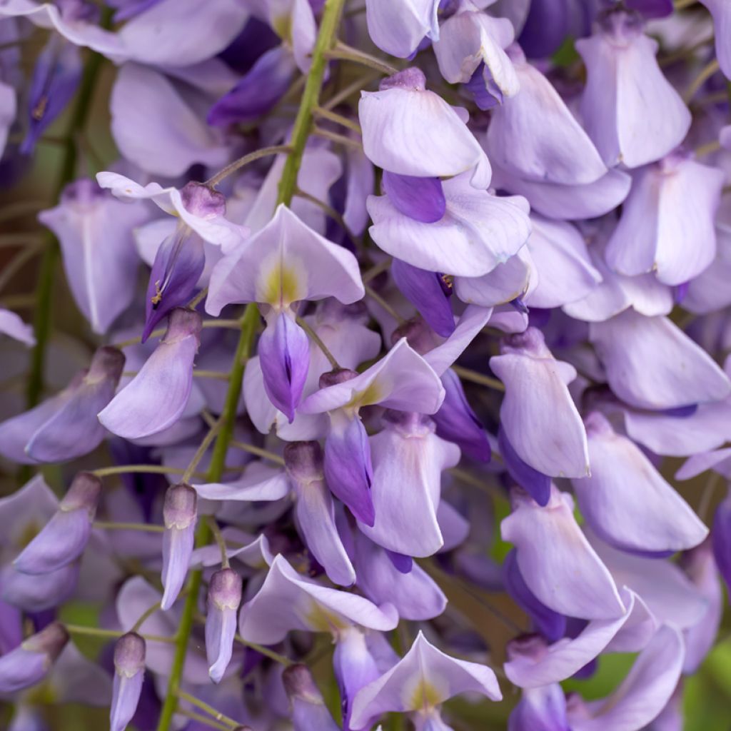 Wisteria sinensis em sementes - Glicínia