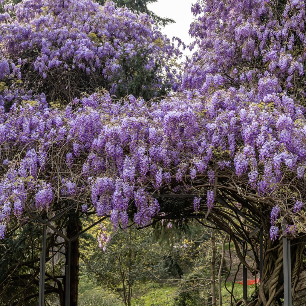 Wisteria sinensis em sementes - Glicínia