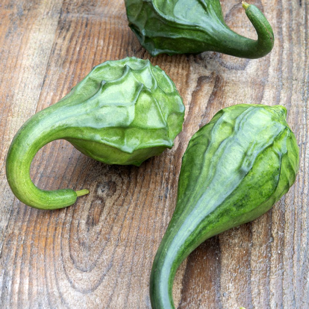 Cabaça Dinausaur em sementes