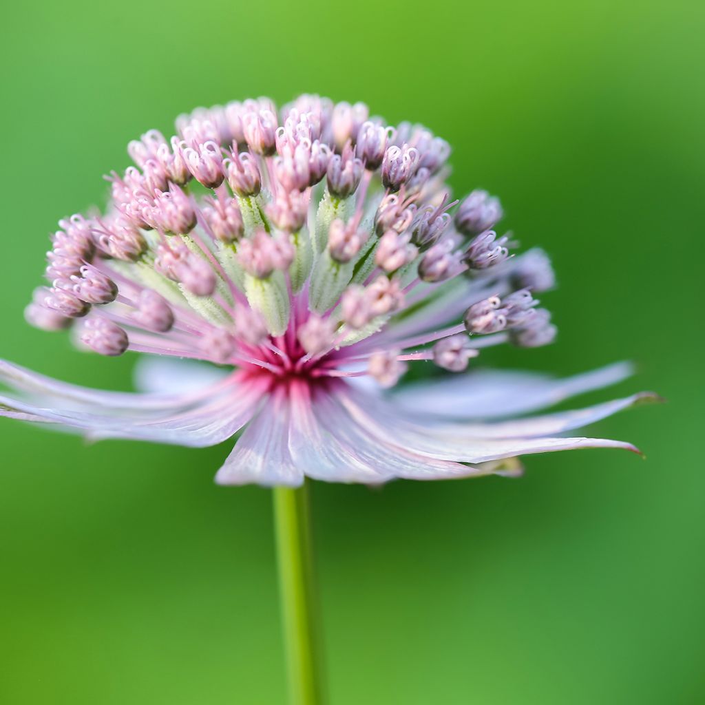 Astrantia major em sementes