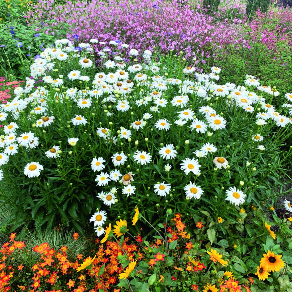 Leucanthemum Crazy Daisy em sementes