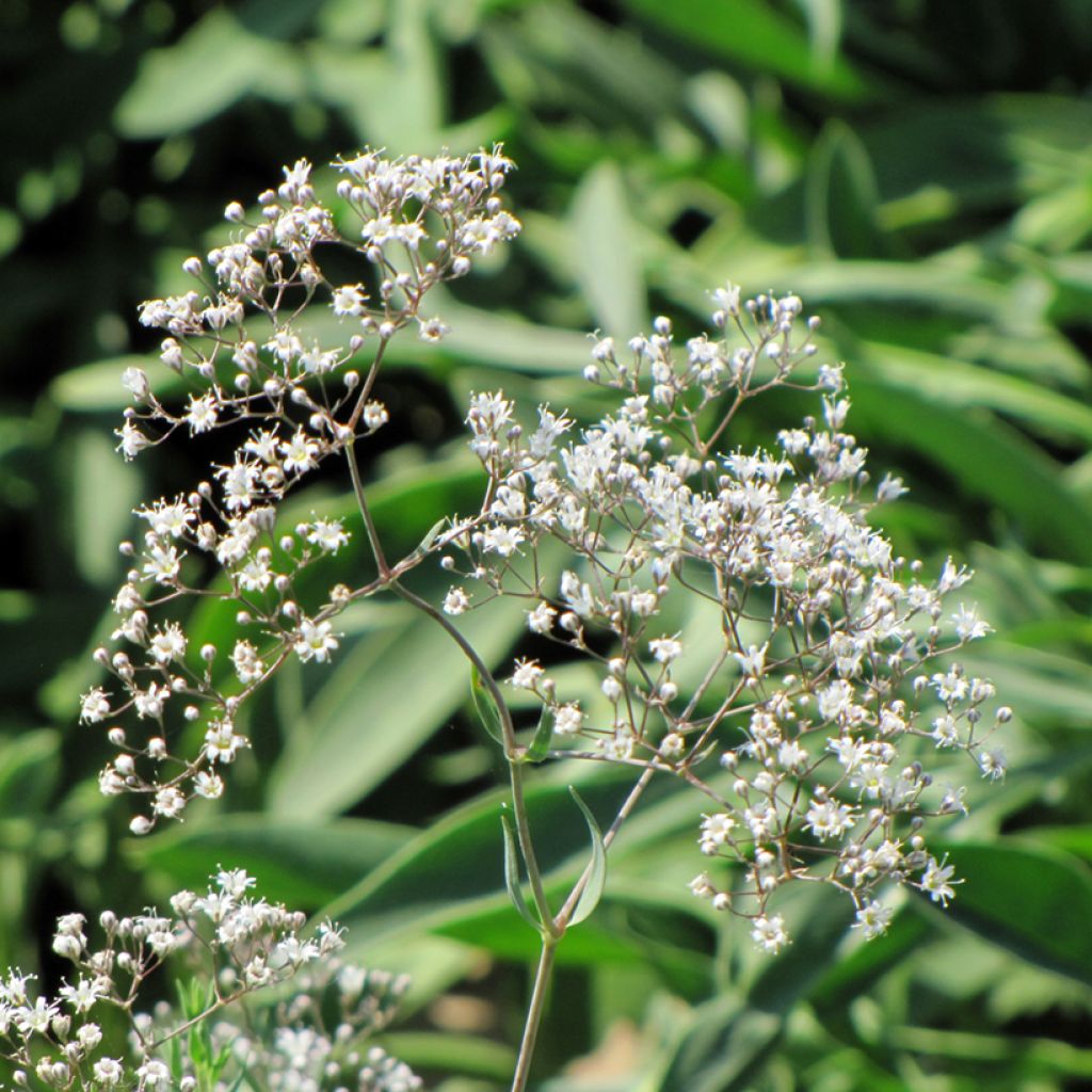 Gypsophila paniculata em sementes