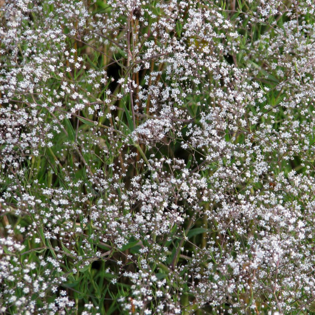 Gypsophila paniculata em sementes