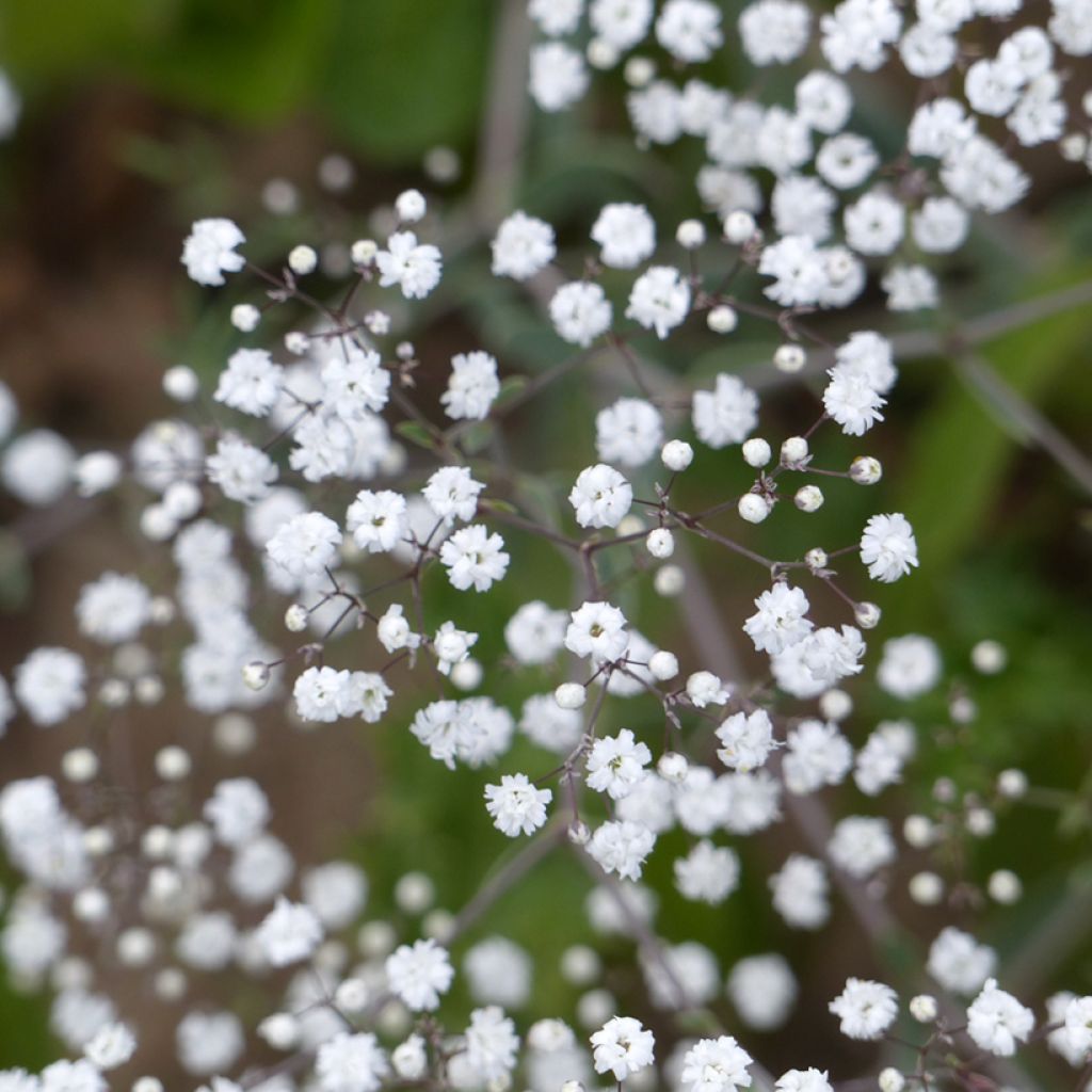 Gypsophila paniculata Snowflake em sementes