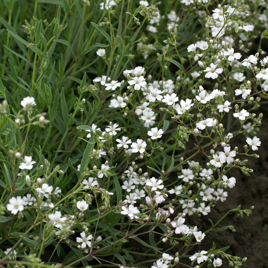 Gypsophila repens Alba em sementes