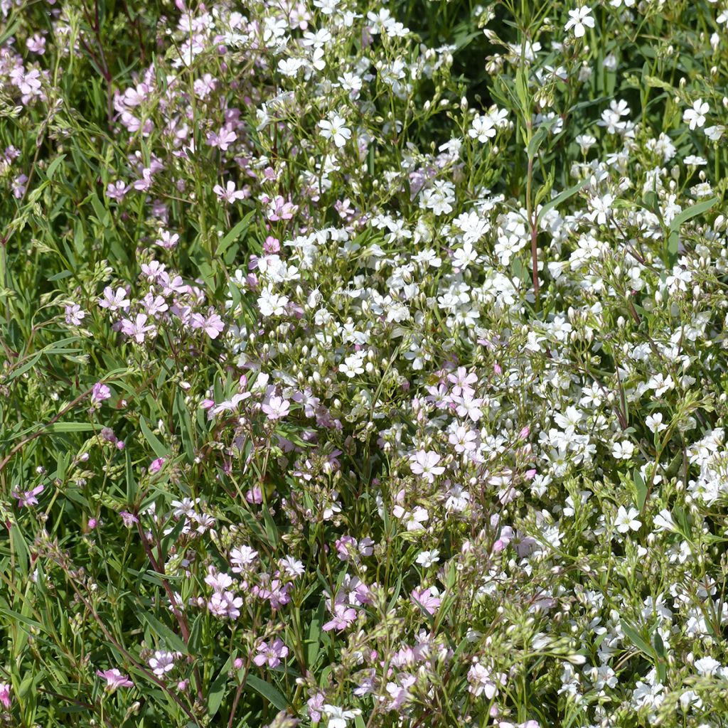 Gypsophila repens Albarosa Mix (Alba, Rosea) em sementes