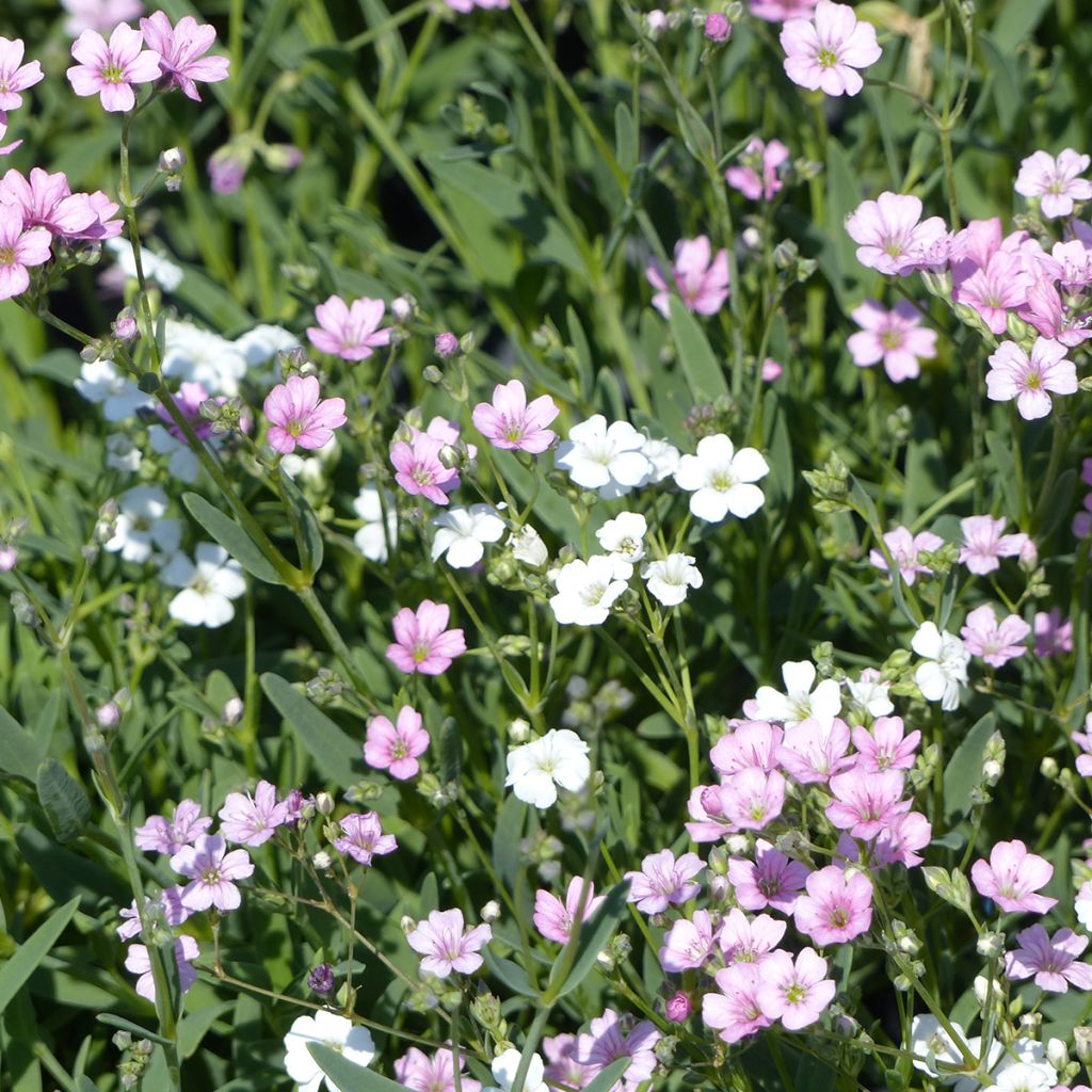 Gypsophila repens Albarosa Mix (Alba, Rosea) em sementes
