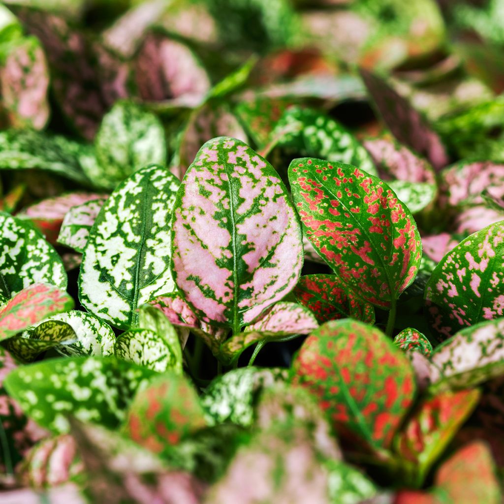 Hipoestes Coloratus® Mix em sementes