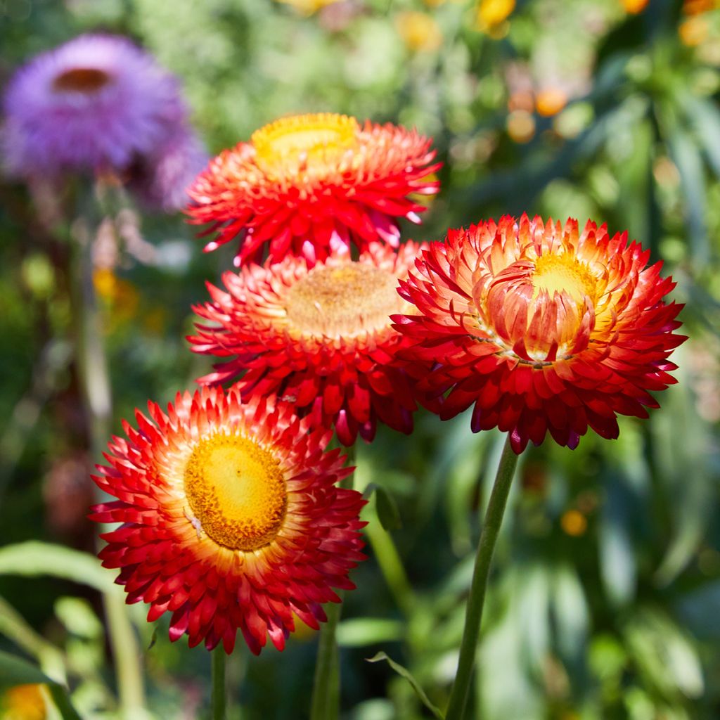 Helichrysum bracteatum Fireball Bio em sementes