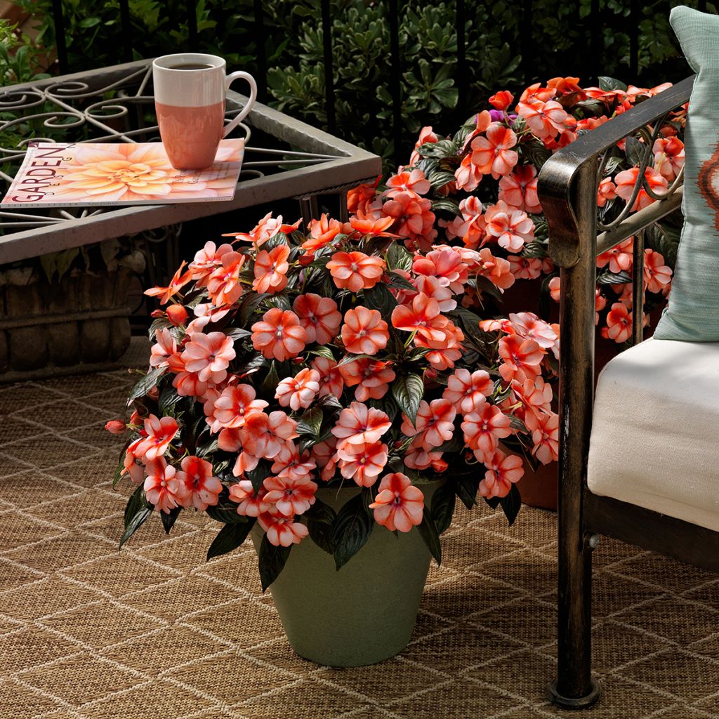 Beijinho da Nova Guiné Sweet Orange em sementes