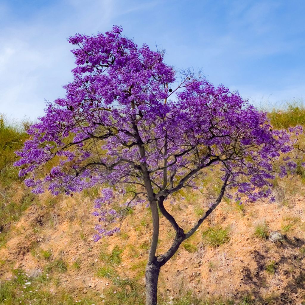 Jacarandá mimosifolia em sementes